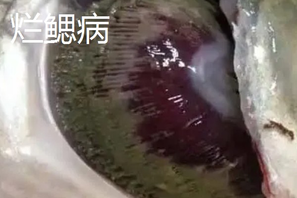 鳗鱼的疾病怎么防治,发生鳃肾病可以投放食盐