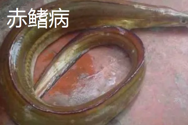 鳗鱼的疾病怎么防治,发生鳃肾病可以投放食盐