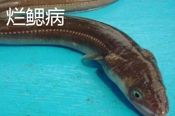 鳗鱼的疾病怎么防治,发生鳃肾病可以投放食盐