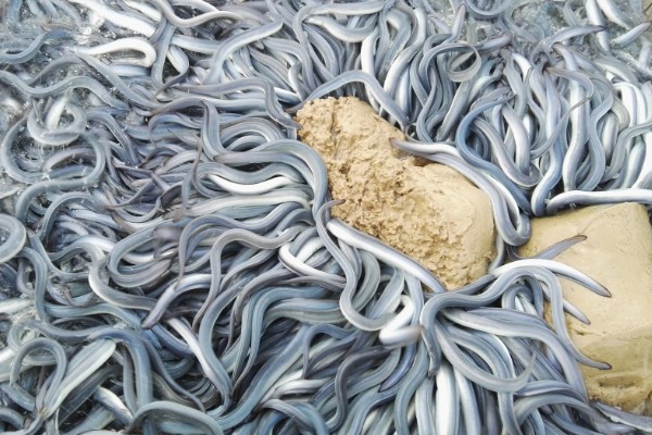 鳗鱼的疾病怎么防治,发生鳃肾病可以投放食盐