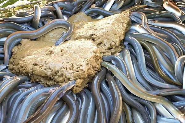 鳗鱼的疾病怎么防治,发生鳃肾病可以投放食盐