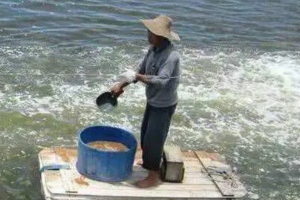鳗鱼的疾病怎么防治,发生鳃肾病可以投放食盐