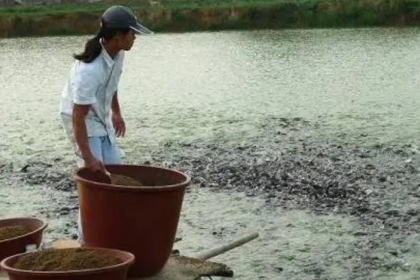 鳗鱼的疾病怎么防治,发生鳃肾病可以投放食盐