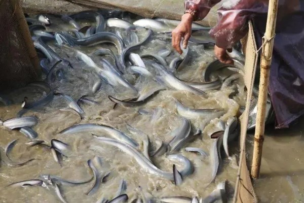 鳗鱼的疾病怎么防治,发生鳃肾病可以投放食盐