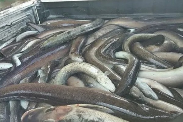 鳗鱼的疾病怎么防治,发生鳃肾病可以投放食盐