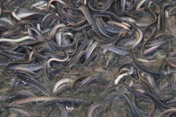 鳗鱼的疾病怎么防治,发生鳃肾病可以投放食盐