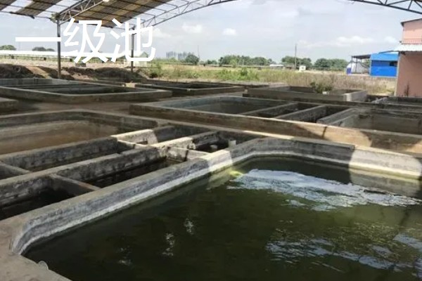 鳗鱼的疾病怎么防治,发生鳃肾病可以投放食盐