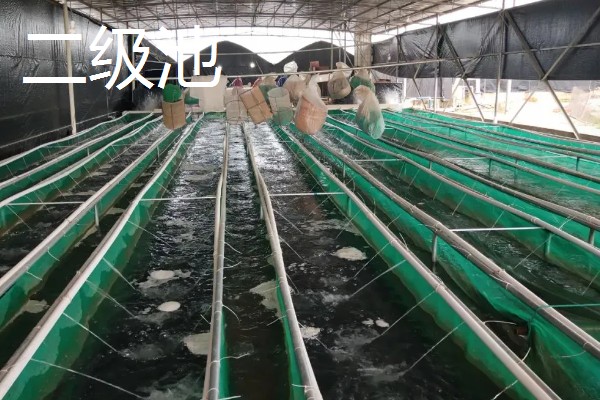 鳗鱼的疾病怎么防治,发生鳃肾病可以投放食盐