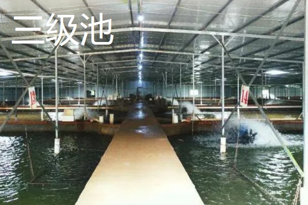 鳗鱼的疾病怎么防治,发生鳃肾病可以投放食盐