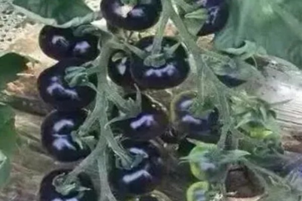 种植黑番茄的前景,需求巨大前景广阔