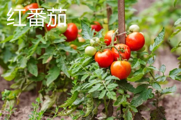 种植黑番茄的前景,需求巨大前景广阔