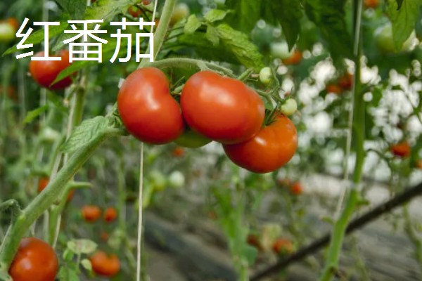 种植黑番茄的前景,需求巨大前景广阔