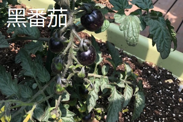 种植黑番茄的前景,需求巨大前景广阔