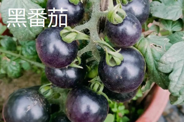 种植黑番茄的前景,需求巨大前景广阔