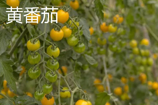 种植黑番茄的前景,需求巨大前景广阔