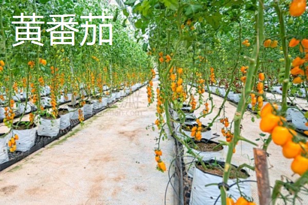 种植黑番茄的前景,需求巨大前景广阔