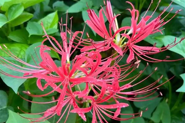 分手花的简介，是指黄玫瑰、迷迭香等品种