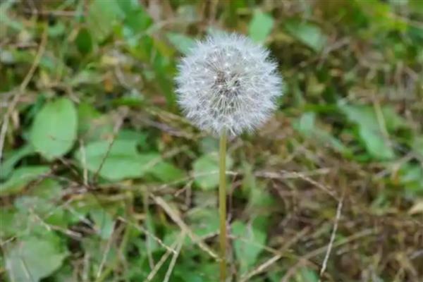 分手花的简介，是指黄玫瑰、迷迭香等品种