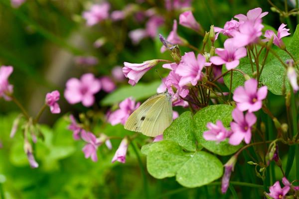 分手花的简介，是指黄玫瑰、迷迭香等品种