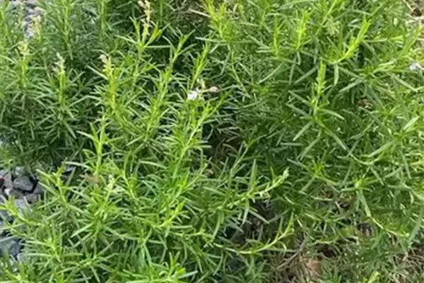 分手花的简介，是指黄玫瑰、迷迭香等品种