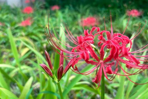 分手花的简介，是指黄玫瑰、迷迭香等品种