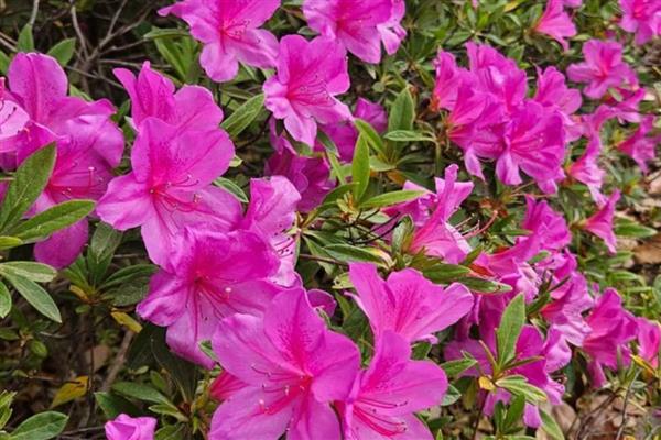 分手花的简介，是指黄玫瑰、迷迭香等品种