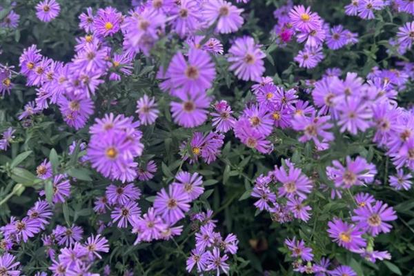 分手花的简介，是指黄玫瑰、迷迭香等品种