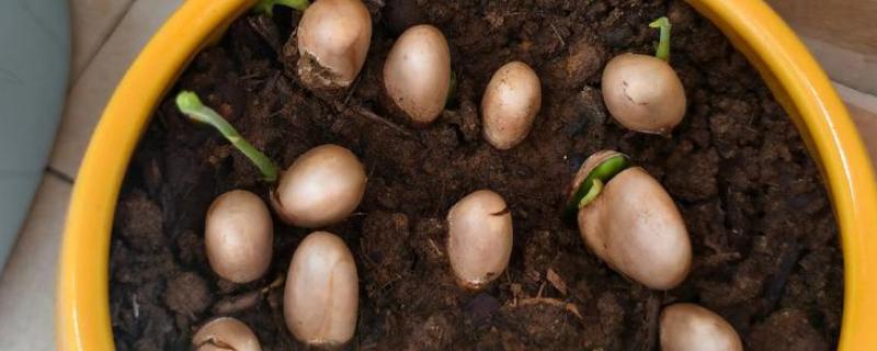 菠萝蜜怎么播种，芽点朝下放入土中