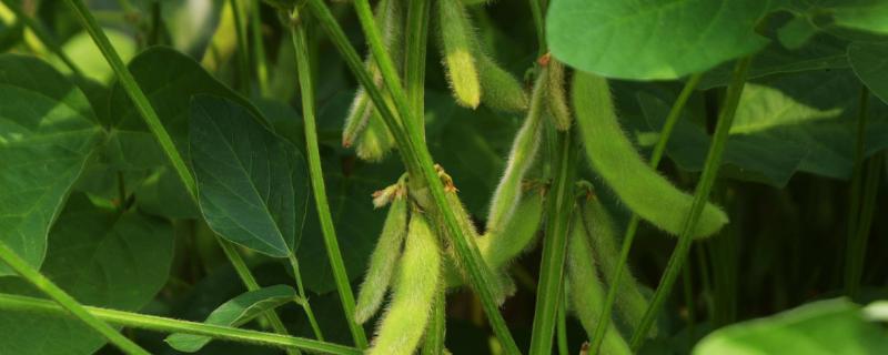 锦鲜豆1号大豆品种简介，播期以四月中旬~五月上旬为宜