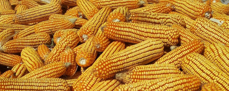 东丰26玉米品种的特性，在适应区5月7日左右播种