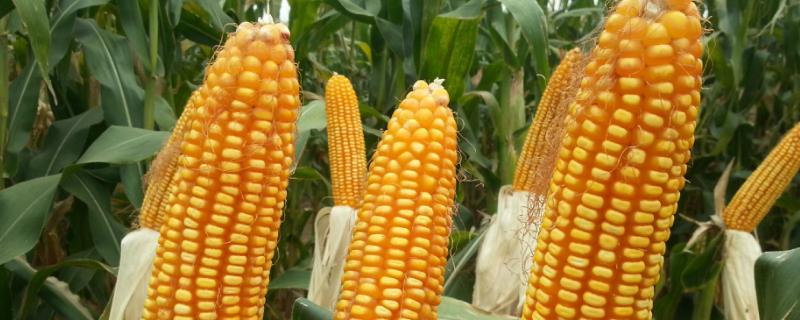 农种乐558玉米种子特点，适宜在肥力中上等的地块种植