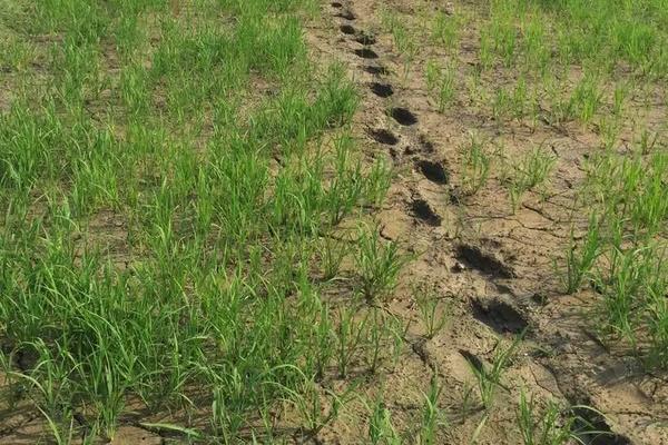 松粳573水稻种子介绍,普通粳稻品种