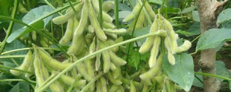 富豆422大豆品种简介，生育期间喷施叶面肥1～2次