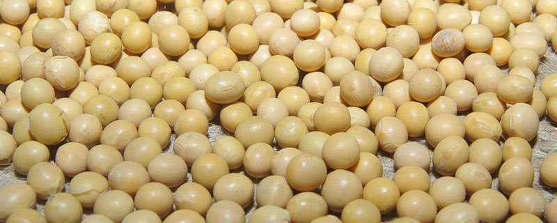富豆502大豆种子简介，在适应区5月10日左右播种