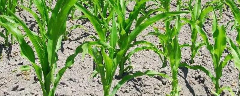 先玉2110玉米种子特征特性，在适应区4月25日左右播种