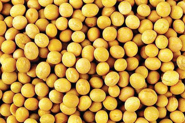 锦鲜豆1号大豆品种简介，播期以四月中旬~五月上旬为宜