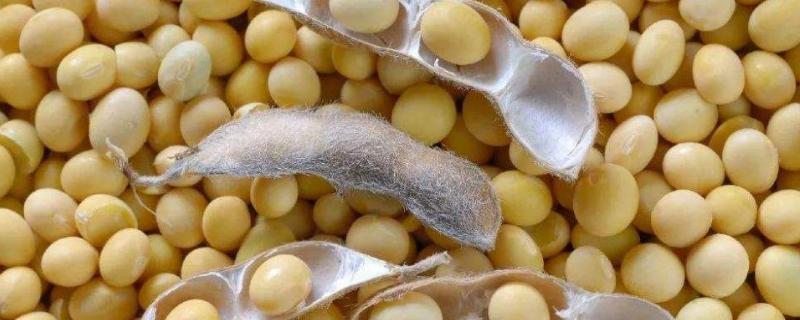 龙生豆5号大豆种子特征特性，普通大豆品种