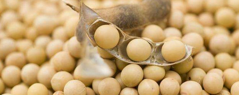中农生1号大豆种子特点，普通大豆品种