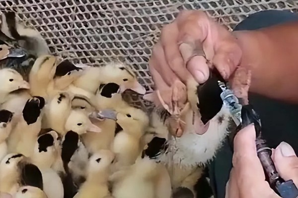养鹅的方法,根据日龄调整温度