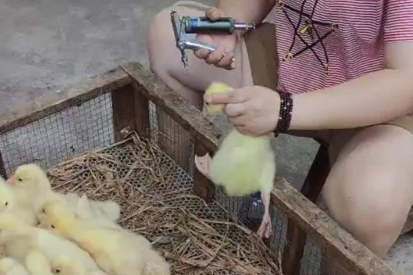 养鹅的方法,根据日龄调整温度