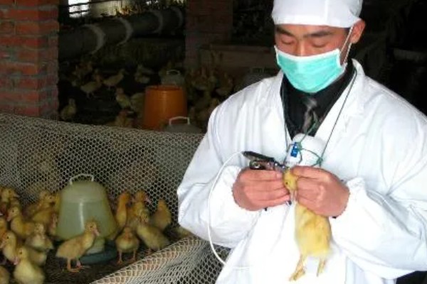 养鹅的方法,根据日龄调整温度