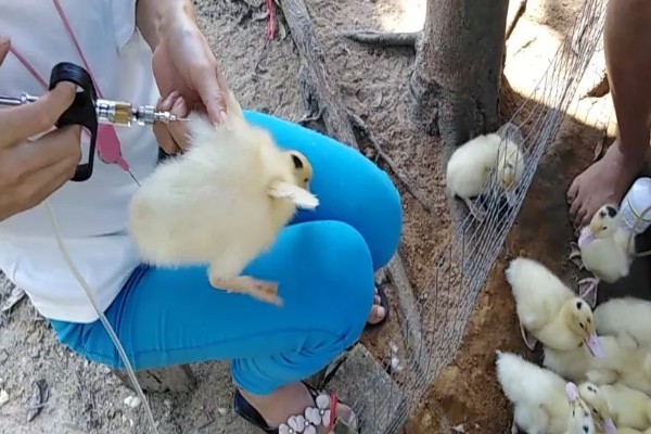 养鹅的方法,根据日龄调整温度