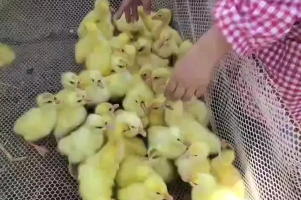 养鹅的方法,根据日龄调整温度
