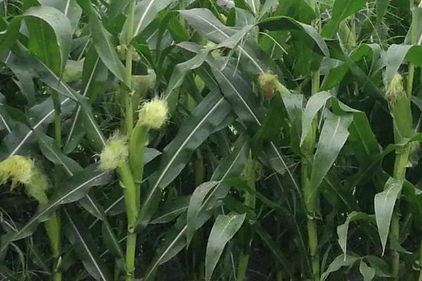 豪威582玉米品种的特性，种植密度每亩5500株
