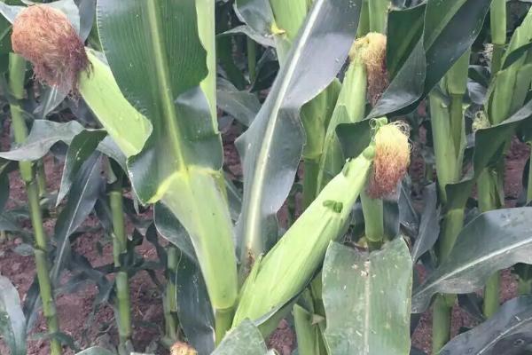 豪威518玉米种子特点，4月中下旬播种