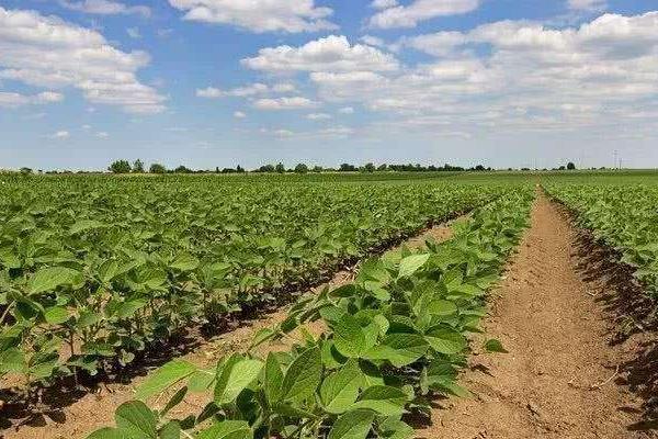 皖豆60大豆种子特征特性,亩种植密度3—5万株