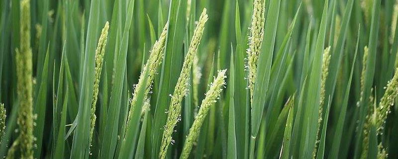9优182水稻种子简介，每亩插足基本苗6万以上