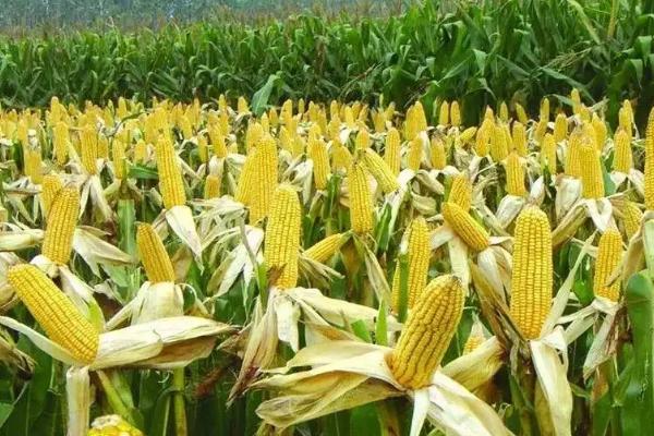 Q2398玉米品种简介,密度5000株/亩左右