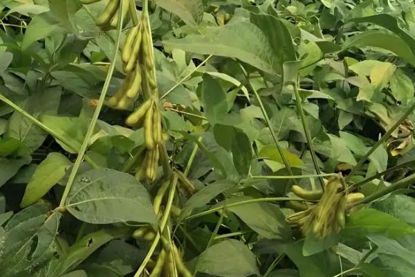 黑农125大豆种子特点,在适应区5月10日左右播种