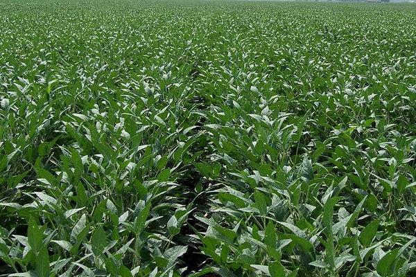 皖豆60大豆种子特征特性,亩种植密度3—5万株